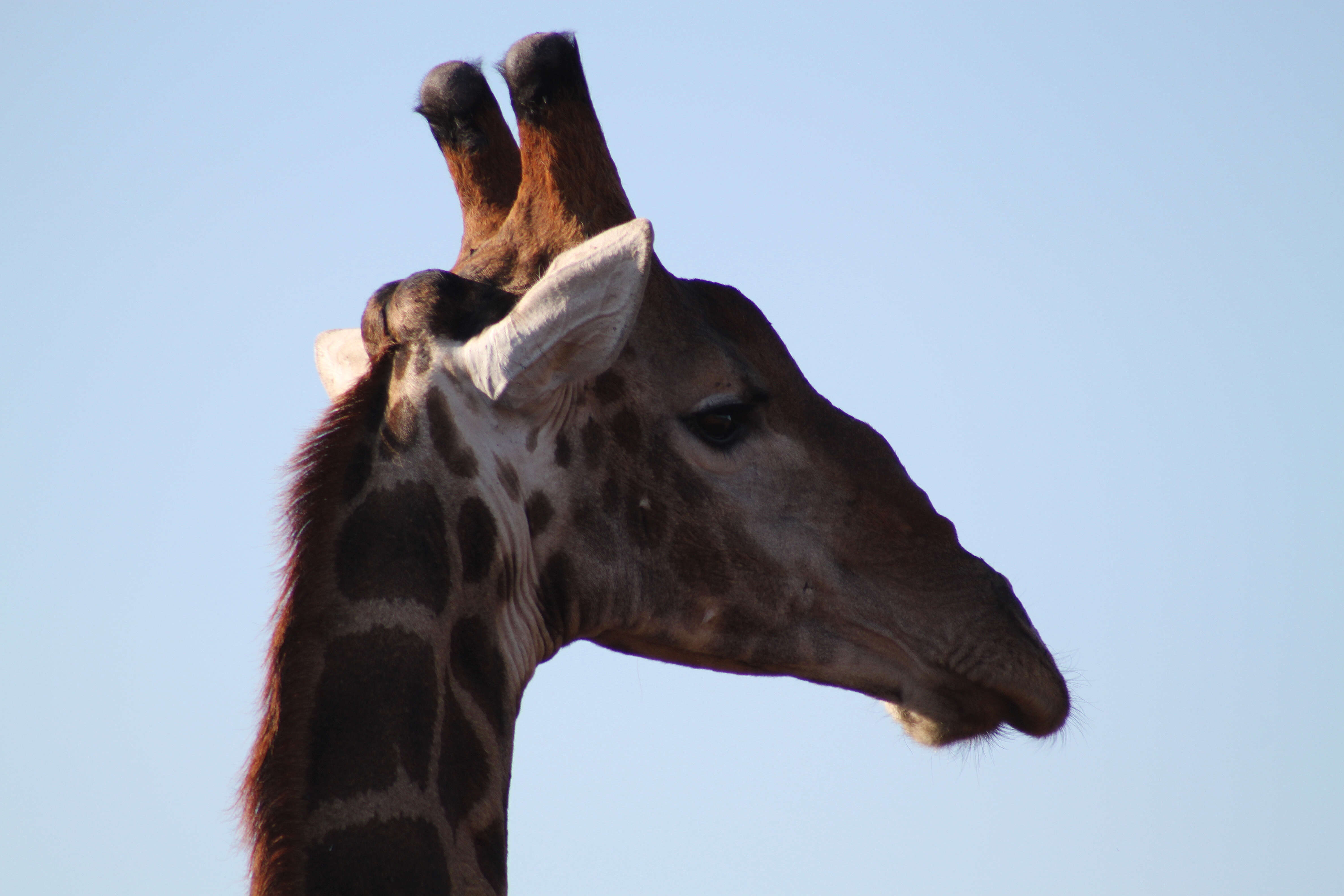 Image of Giraffe