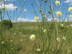 Image of Cephalaria litvinovii Bobrov