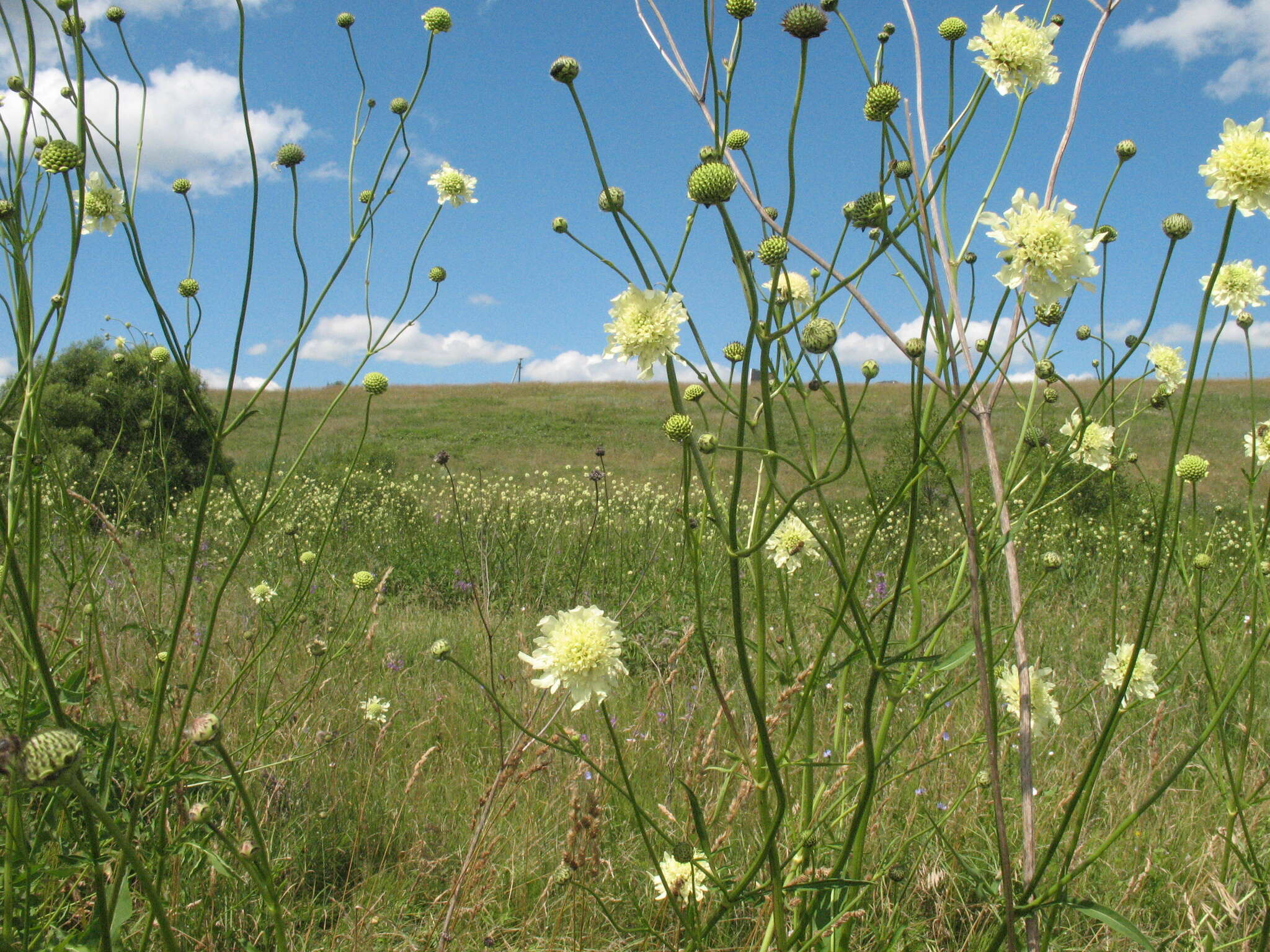 Image of Cephalaria litvinovii Bobrov