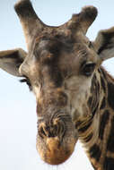 Image of Giraffe