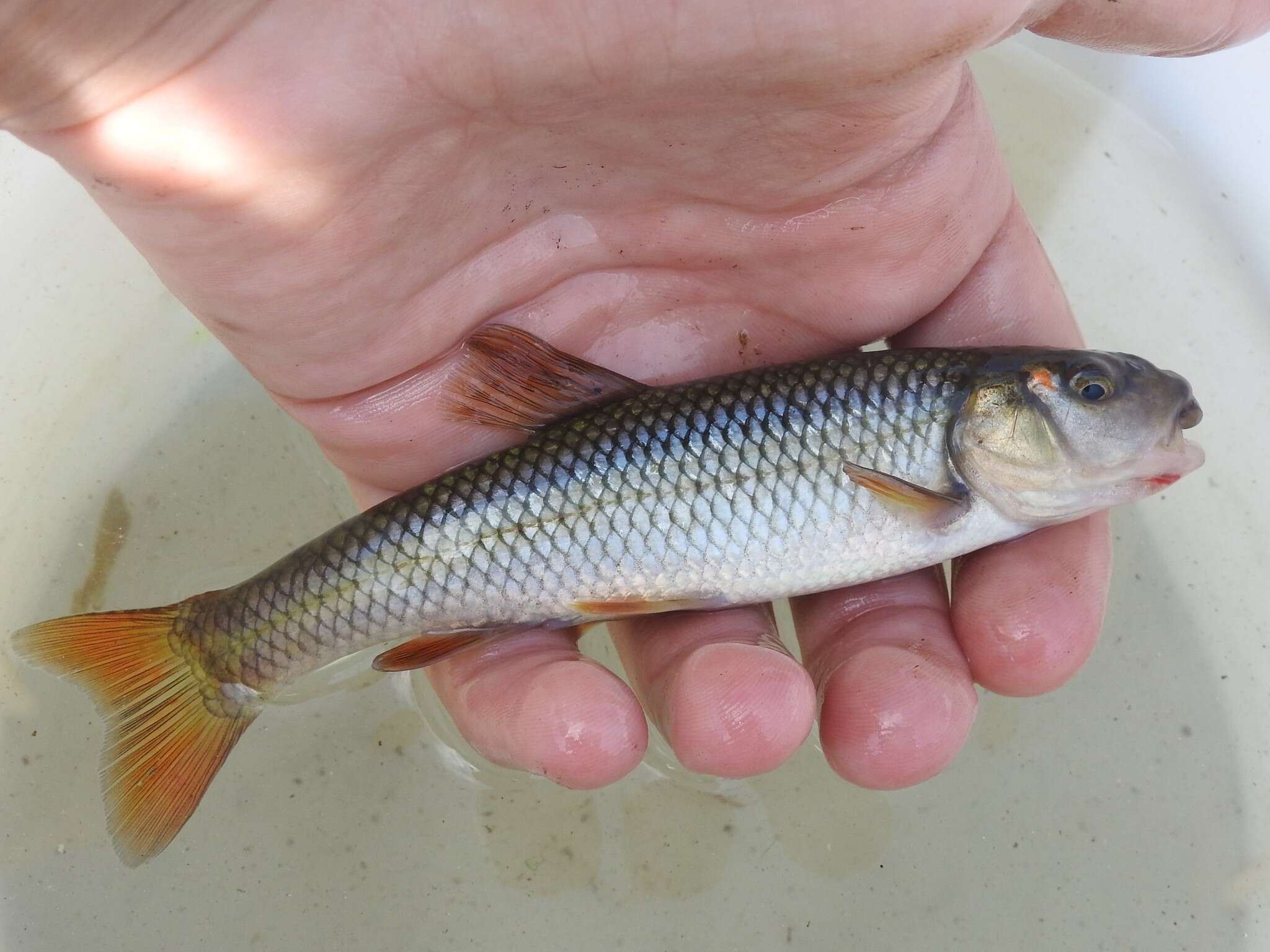 Image of Hornyhead Chub