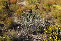 Image of Lobostemon trigonus (Thunb.) Buek