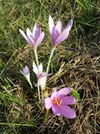 Image of Autumn crocus