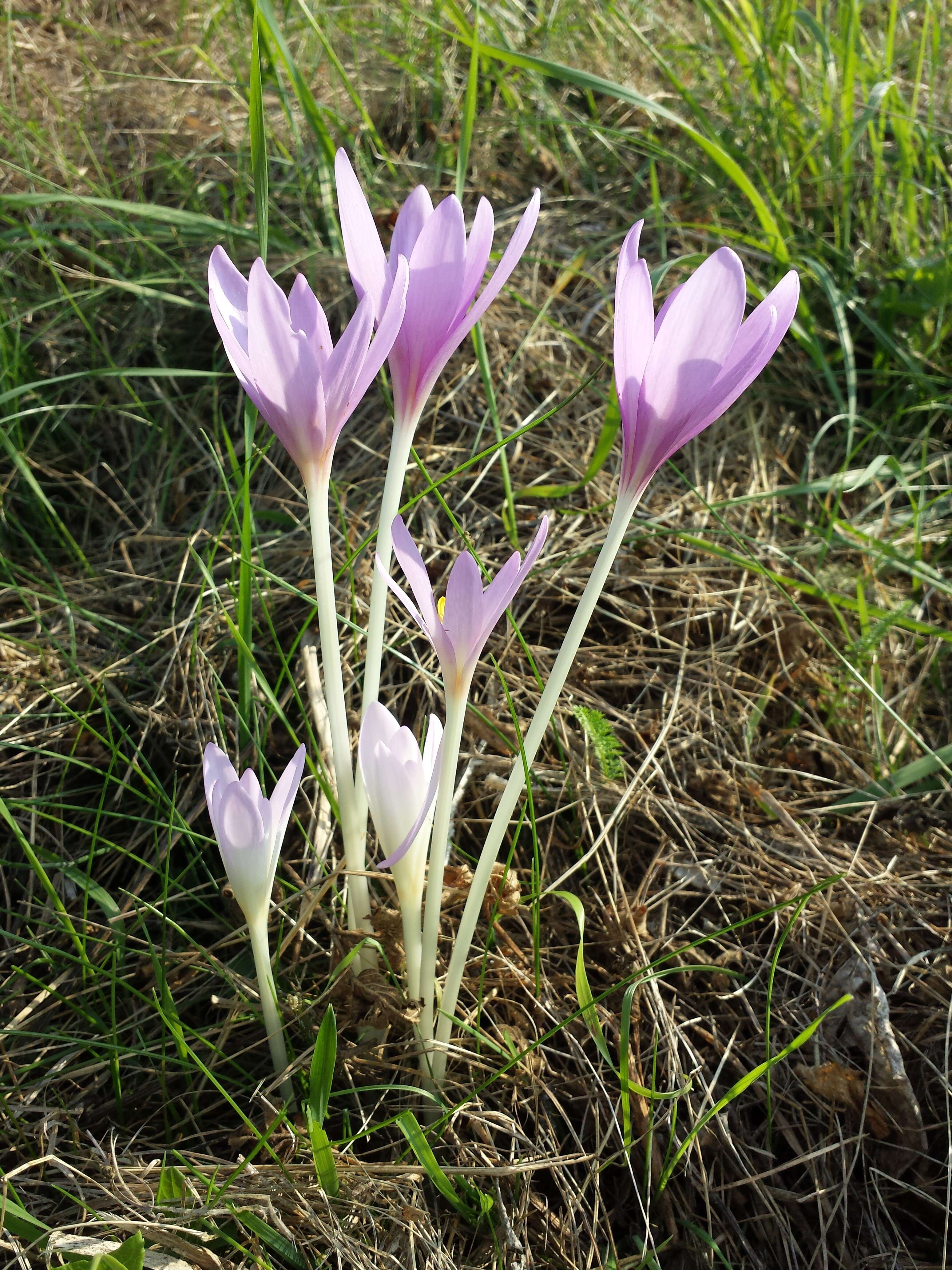 Image of Autumn crocus