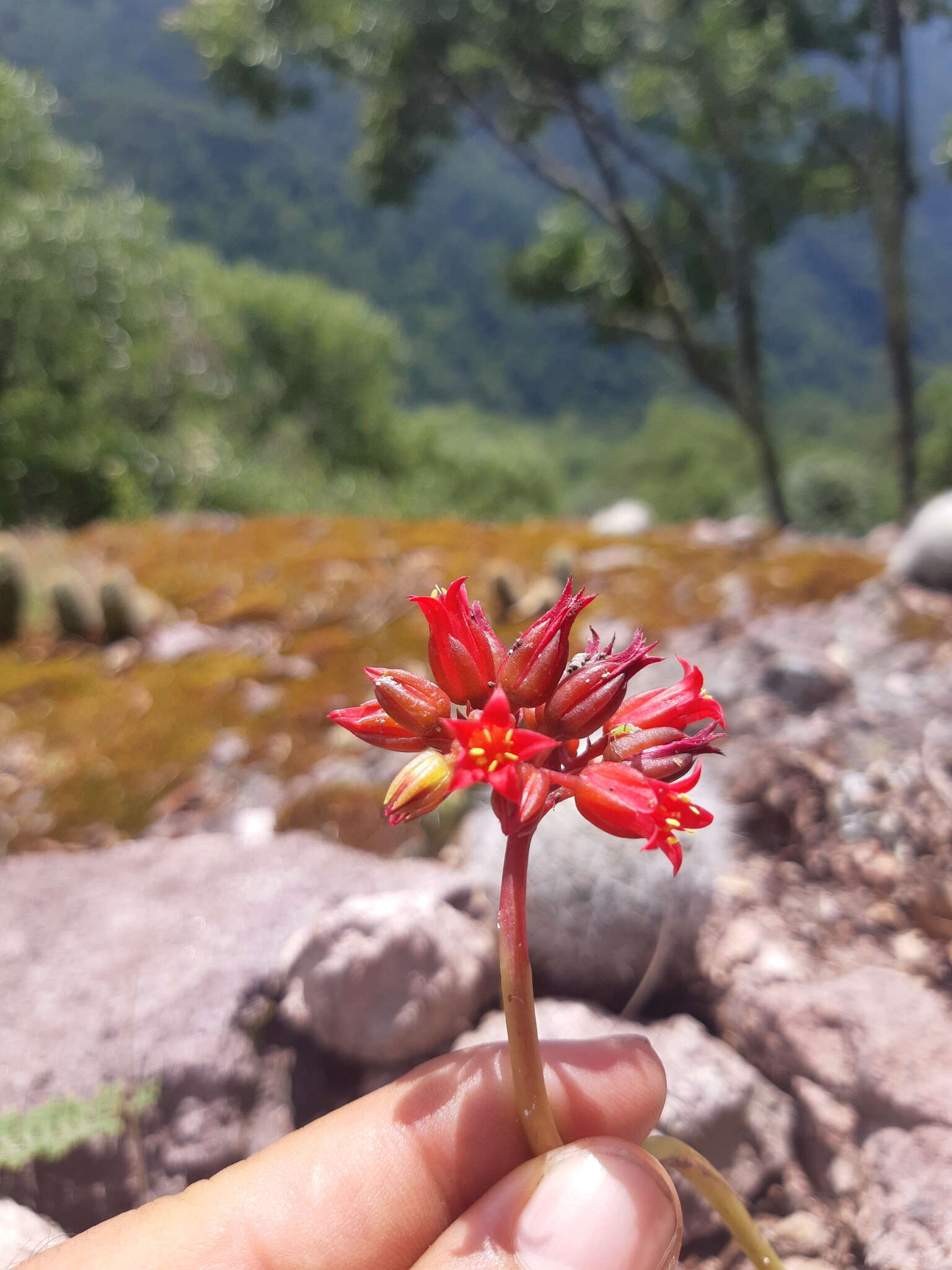 Image of Echeveria affinis Walther