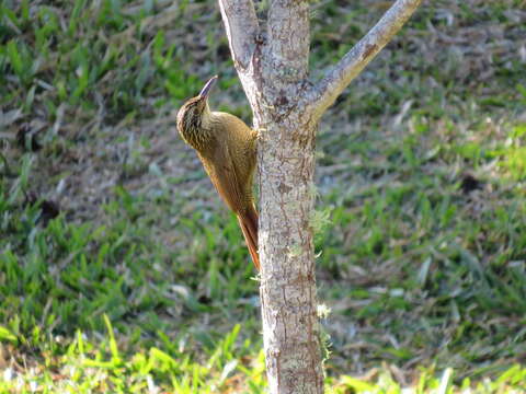 Image of Planalto Woodcreeper