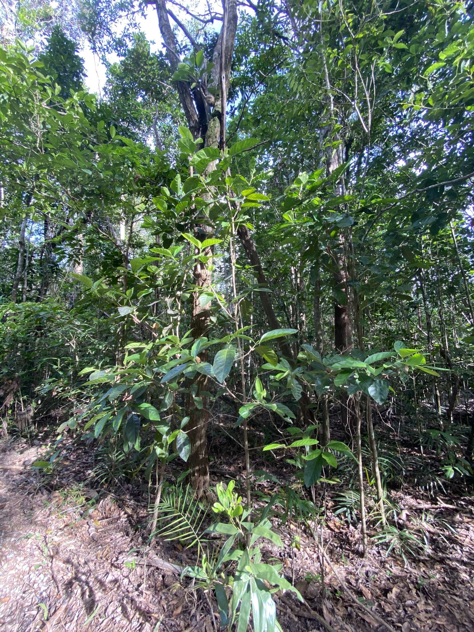 Image of Atractocarpus sessilis (F. Muell.) Puttock