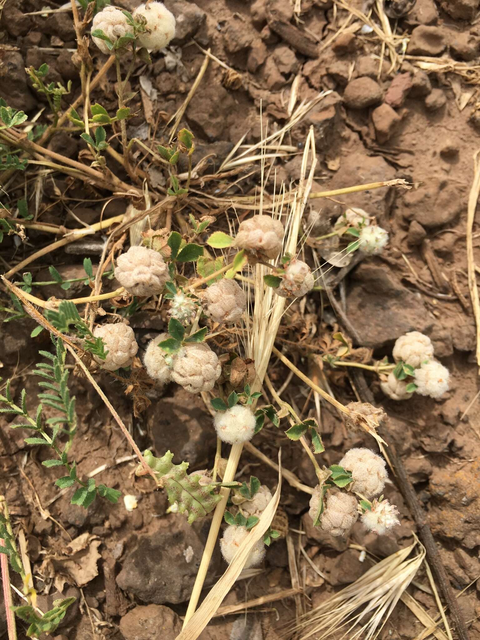 Trifolium bullatum Boiss. & Hausskn. resmi