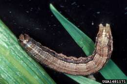 Image of Fall Armyworm Moth