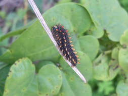 Image of Zerynthia rumina (Linnaeus 1758)