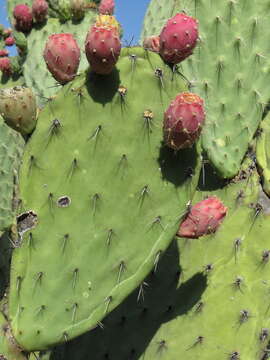 Plancia ëd Opuntia pilifera F. A. C. Weber