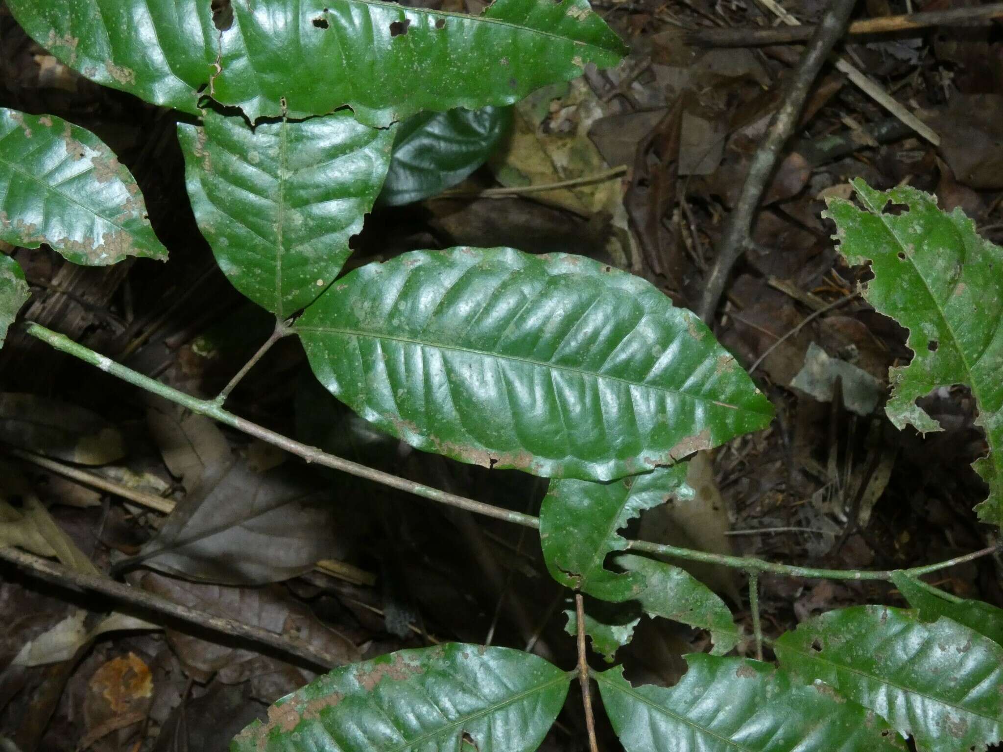 Image of Eugenia coffeifolia DC.