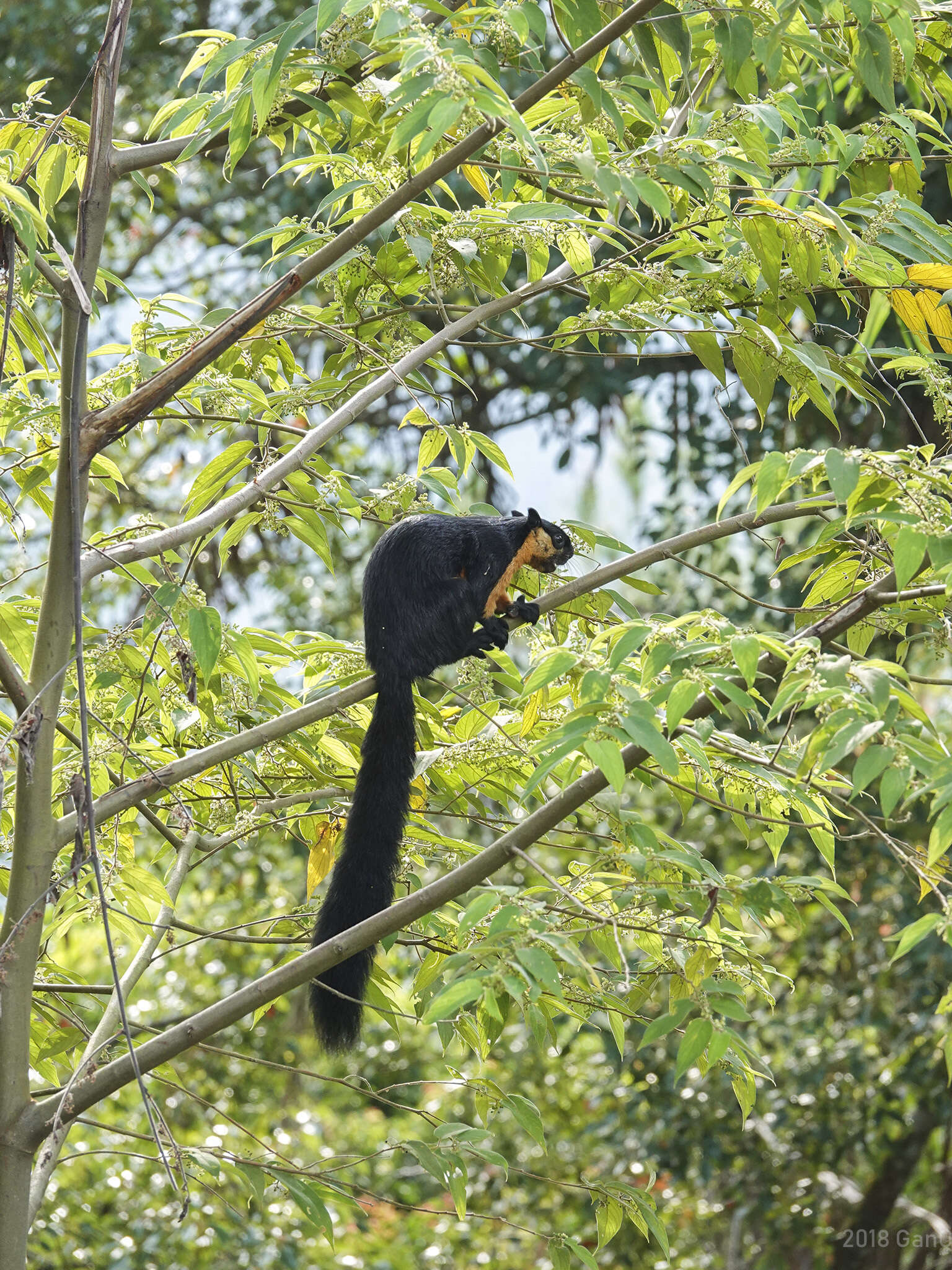 Image of Black Giant Squirrel