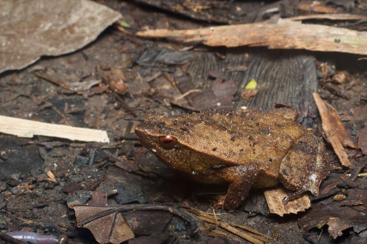 Image of Kalophrynus meizon Zug 2015