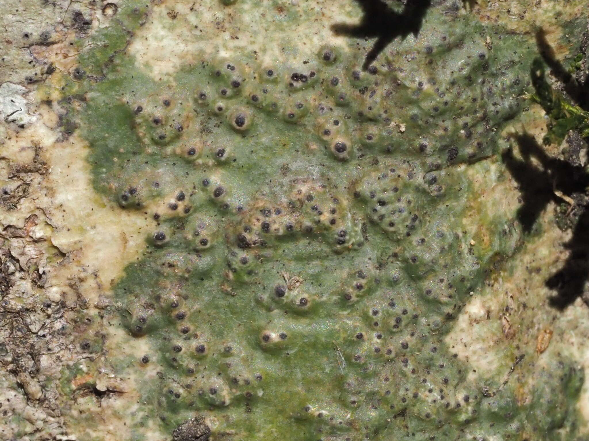 Image of wart lichen