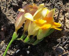 Freesia fergusoniae L. Bolus resmi