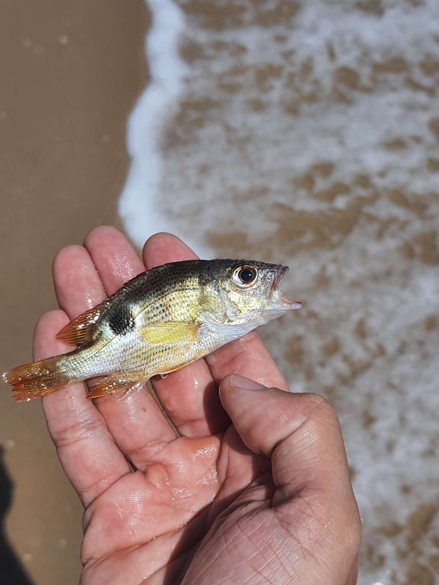 Image of Fingermark Bream