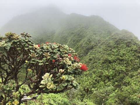 Image of Lehua Papa