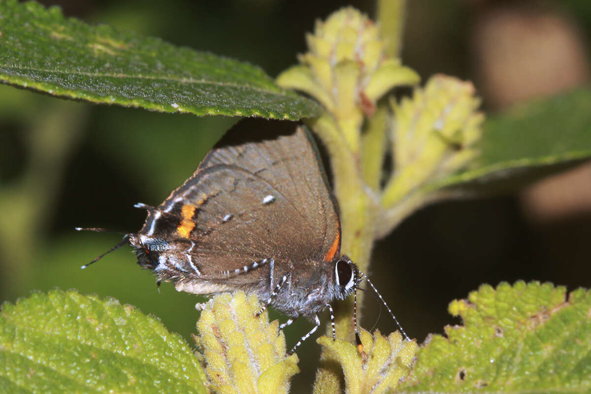 Image of Fulvous Hairstreak