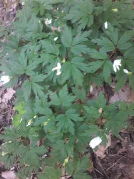 Image of European thimbleweed