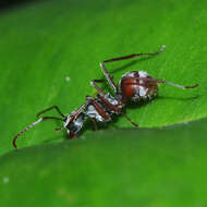 Image of Polyrhachis bicolor Smith 1858