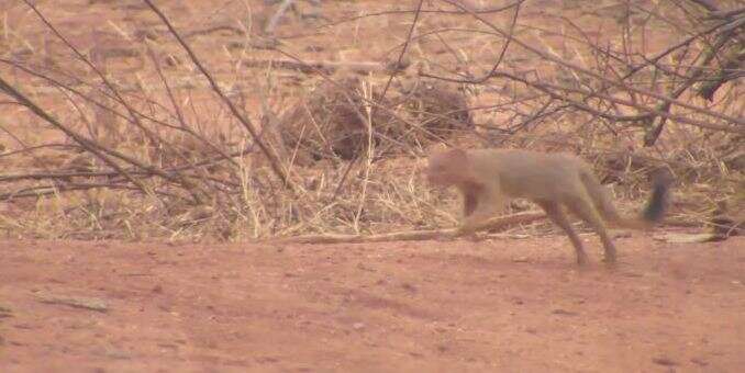 Image of Slender Mongoose