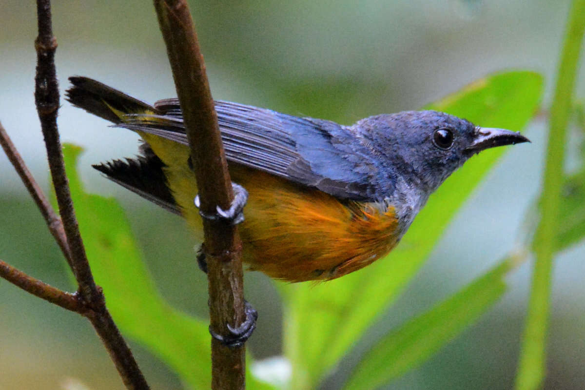 Image of Orange-bellied Flowerpecker