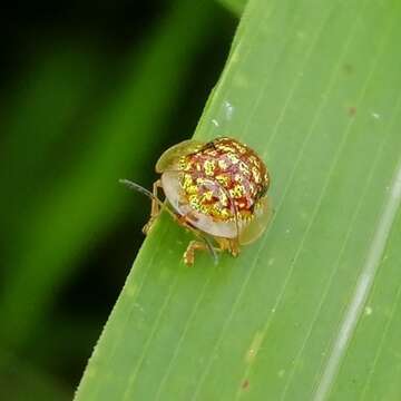 Cteisella guttigera (Boheman 1855)的圖片