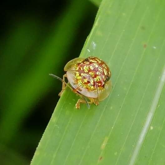 Cteisella guttigera (Boheman 1855)的圖片