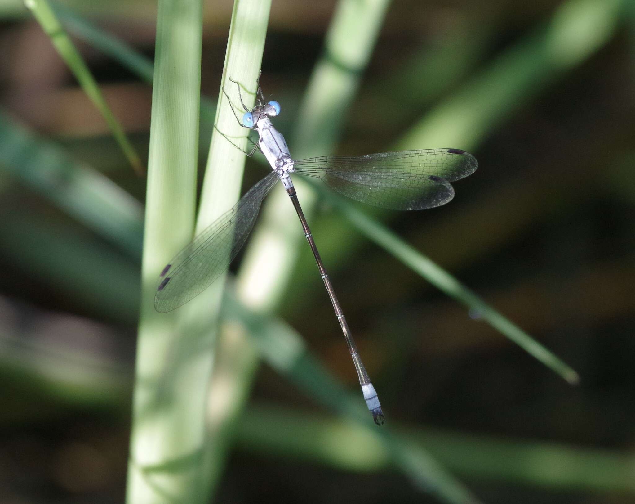 Sivun Lestes sigma Calvert 1901 kuva