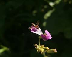 Toxomerus calceolatus (Macquart 1842) resmi