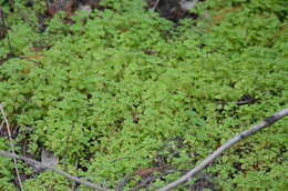 Image of Florida pellitory