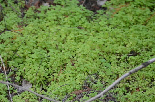 Image of Florida pellitory