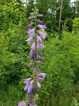 Imagem de Campanula bononiensis L.