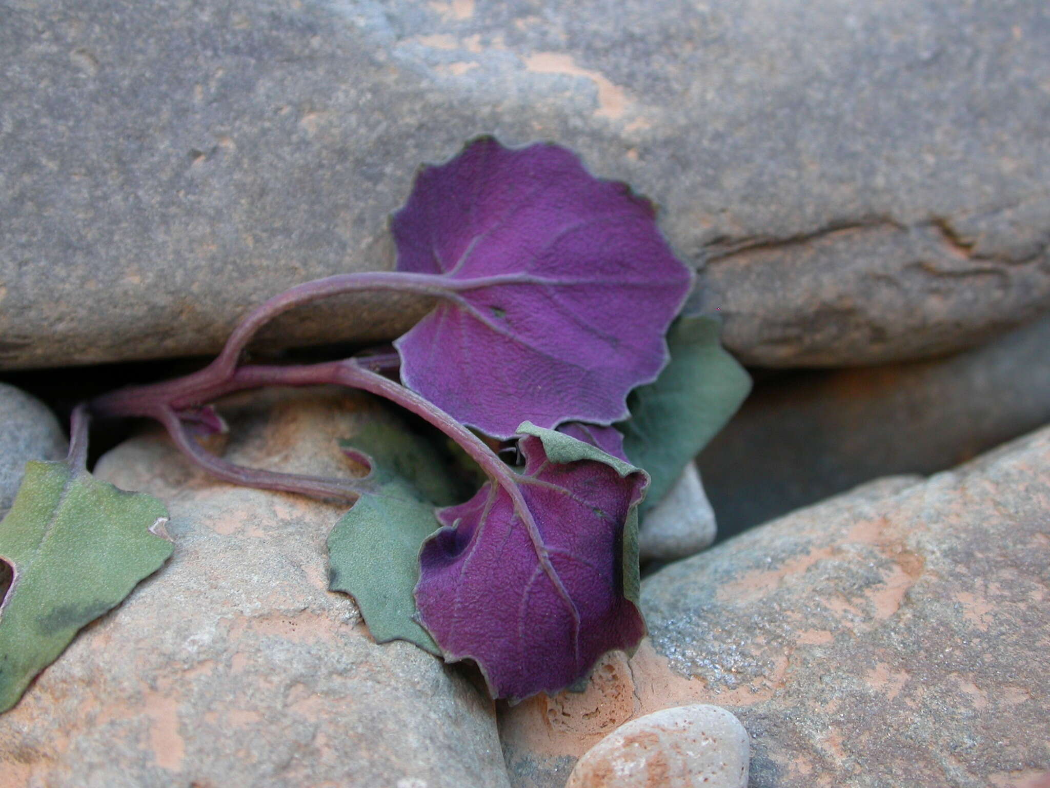 Image of Senecio flavus (Decne) Sch. Bip.