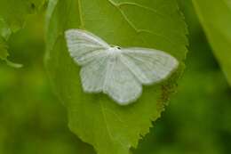 Image of Scopula nemoraria Hübner 1798