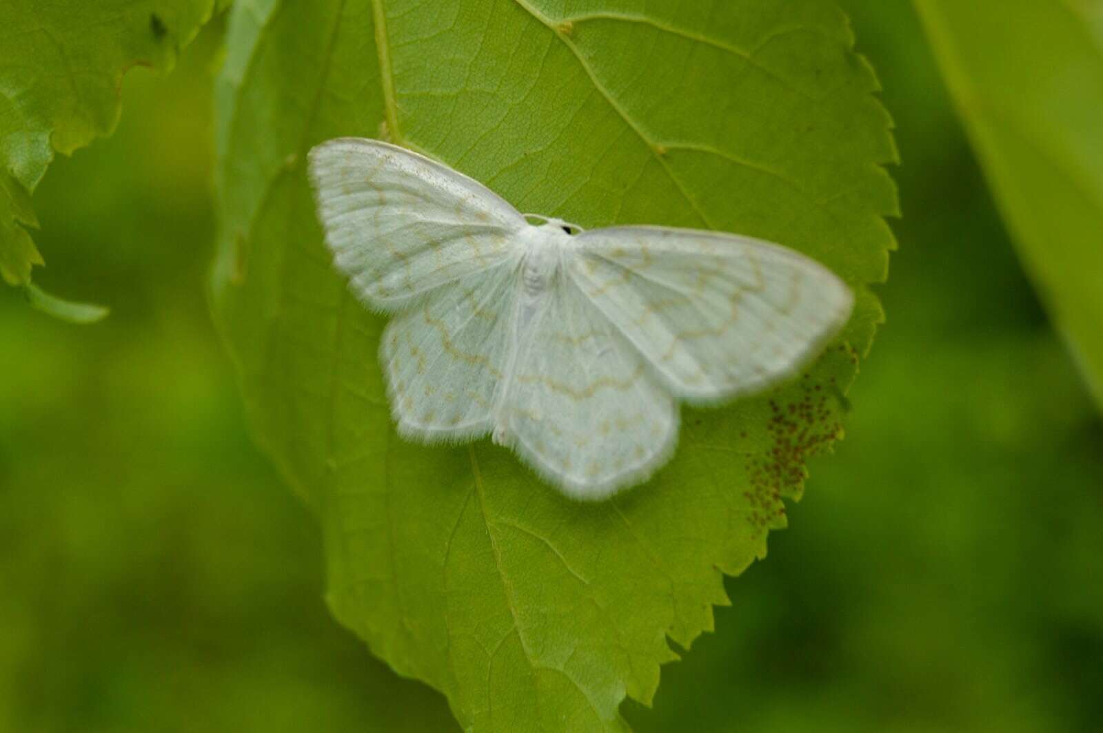 Image of Scopula nemoraria Hübner 1798