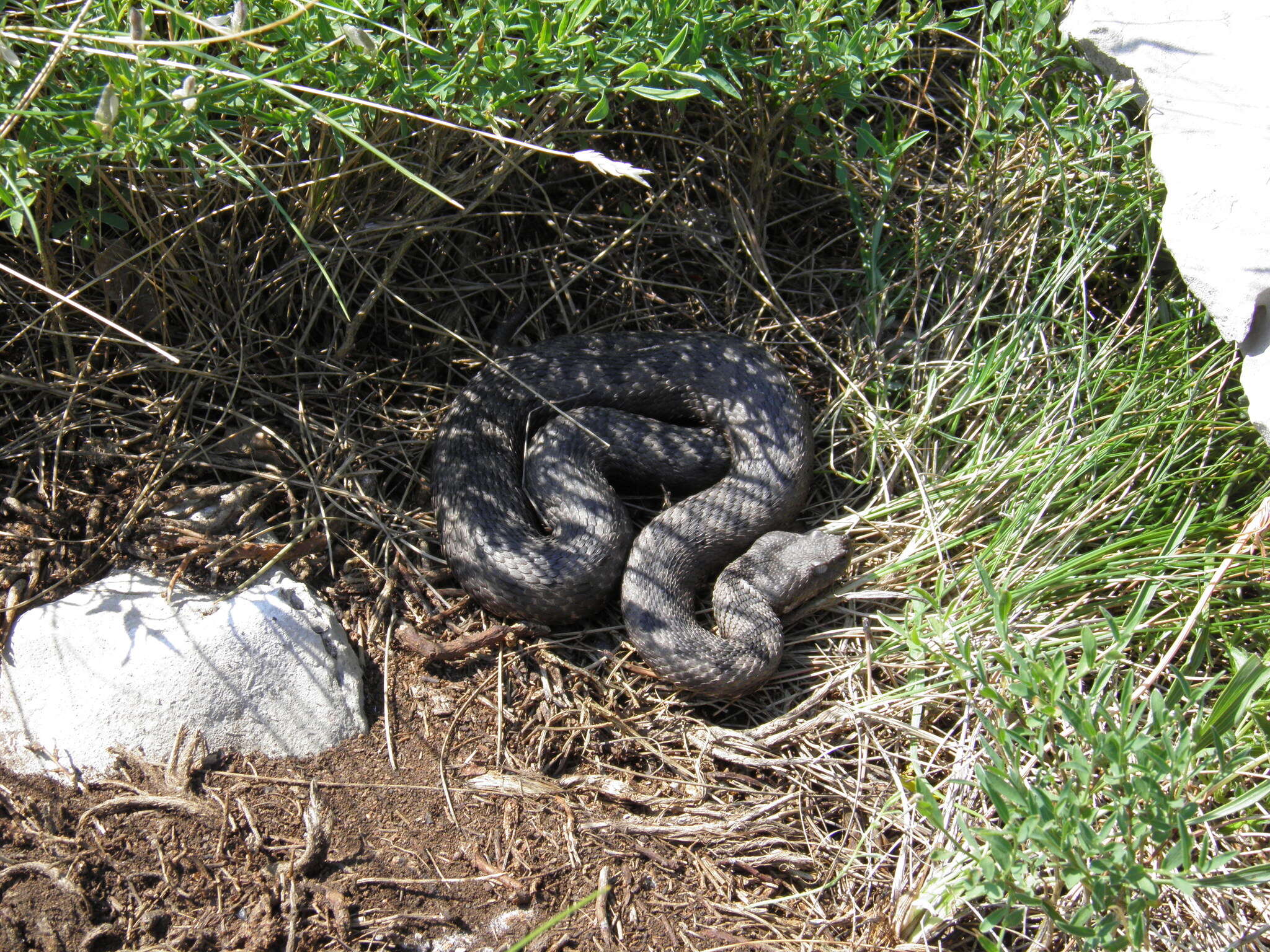 Sivun Vipera ammodytes ammodytes (Linnaeus 1758) kuva