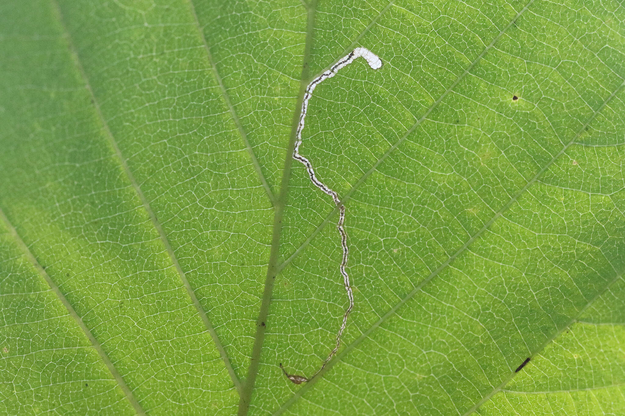 Imagem de Stigmella microtheriella (Stainton 1854) Fletcher et al. 1945