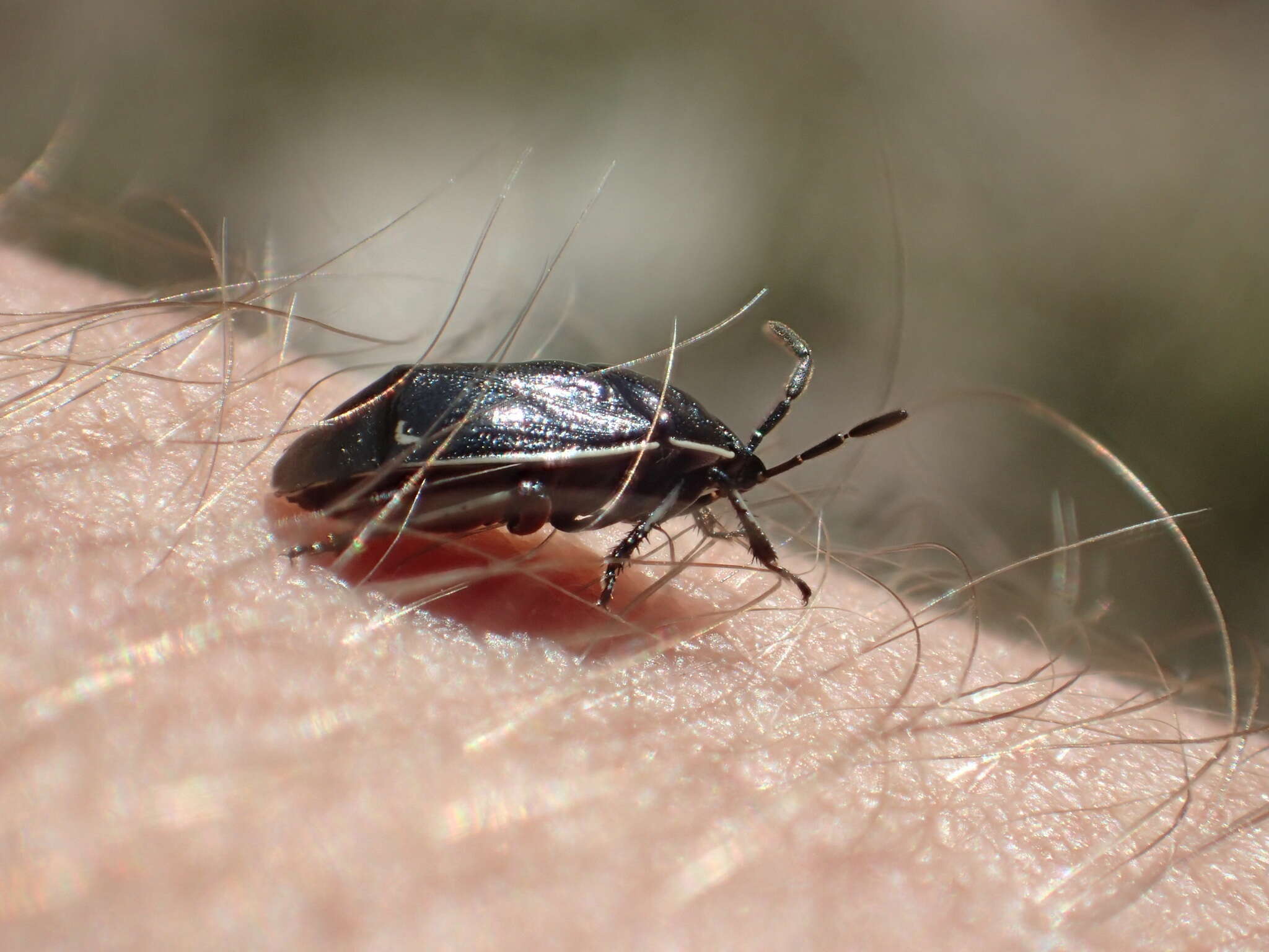 Image of White-margined Burrower Bug