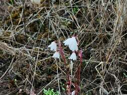 Слика од Acis autumnalis (L.) Sweet