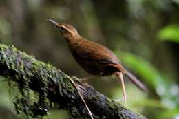 Image of Long-legged Thicketbird