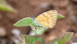 Imagem de Colotis chrysonome (Klug 1829)