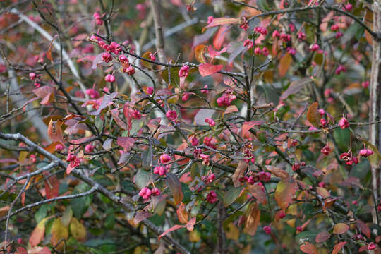 Image of Common spindle tree