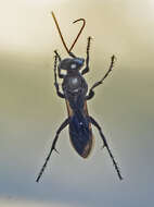 Image of Crabronid wasp