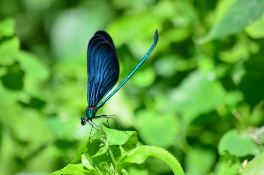 Image of Matrona cyanoptera Hämäläinen & Yeh 2000