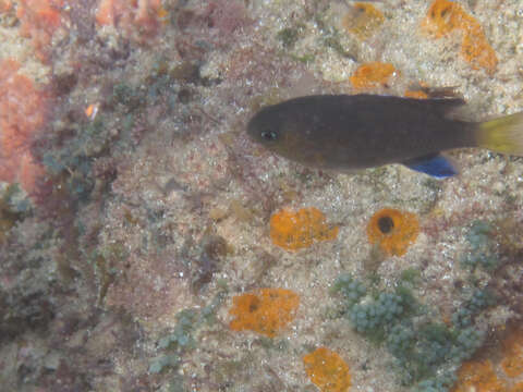 Image of Blacktail chromis