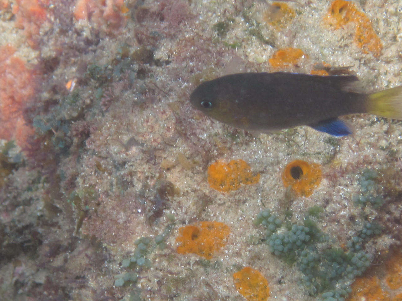 Слика од Pycnochromis nigrurus (Smith 1960)