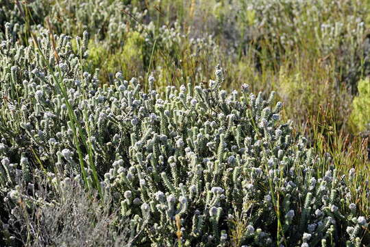 Image of Kogelbergia verticillata (Eckl. & Zeyh.) J. P Rourke