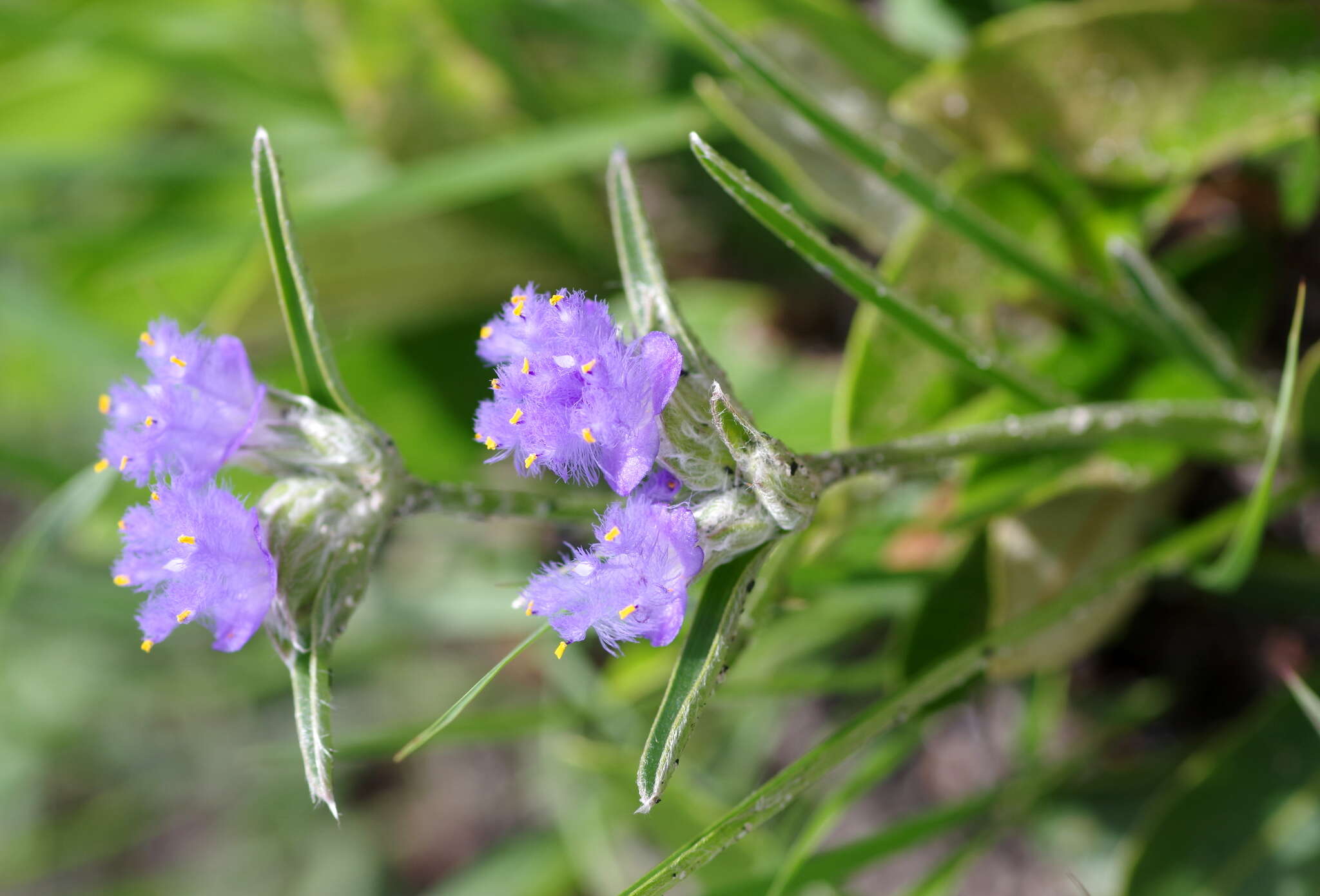 Cyanotis longifolia Benth.的圖片